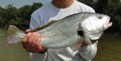 Plagioscion squamosissimus
