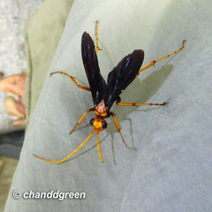 Leptodialepis bipartitus