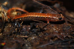 Desmognathus carolinensis