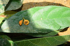 Ficus heteropleura