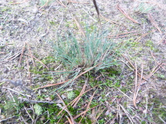 Corynephorus canescens