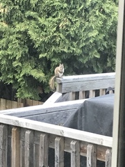 Tamiasciurus hudsonicus