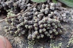 Raoulia parkii