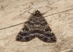 Coenipeta aniloba
