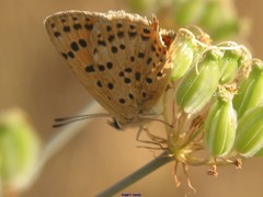 Lycaena bleusei
