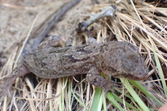 Diplodactylidae