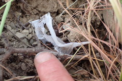 Diplodactylidae
