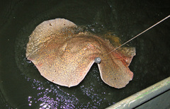 Potamotrygon falkneri