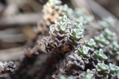 Raoulia parkii