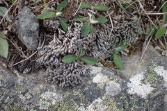 Raoulia parkii