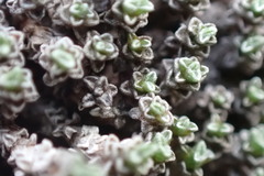 Raoulia parkii