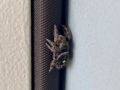 Phidippus audax