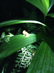 Dendropsophus ebraccatus