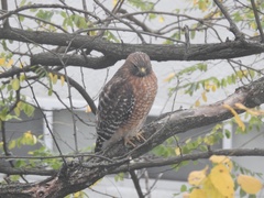 Buteo lineatus