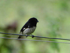 Sporophila luctuosa