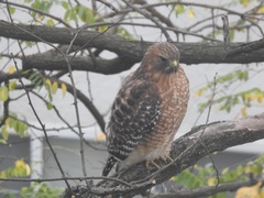 Buteo lineatus