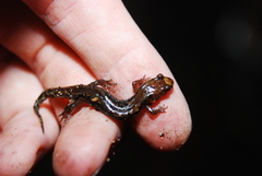 Desmognathus carolinensis