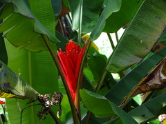 Musa coccinea