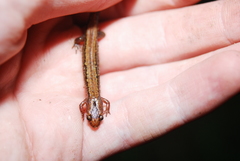 Desmognathus carolinensis