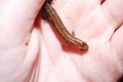 Desmognathus carolinensis