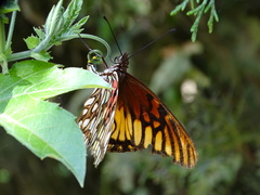 Dione glycera