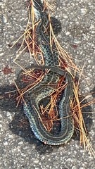 Thamnophis sirtalis