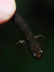 Desmognathus carolinensis