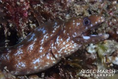 Gymnothorax chilospilus