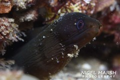 Gymnothorax monochrous