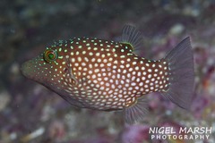 Canthigaster janthinoptera