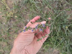 Wahlenbergia subulata