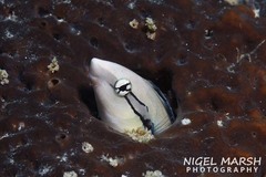 Aspidontus taeniatus