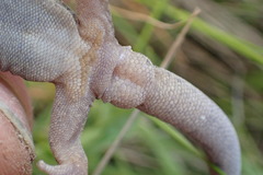 Diplodactylidae