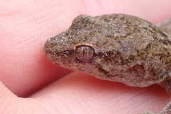 Diplodactylidae