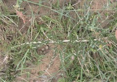 Wahlenbergia subulata