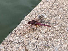 Trithemis annulata