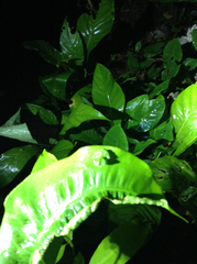 Espadarana prosoblepon