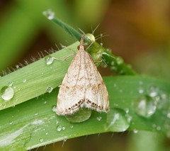 Glaucocharis dilatella