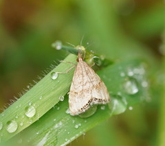 Glaucocharis dilatella