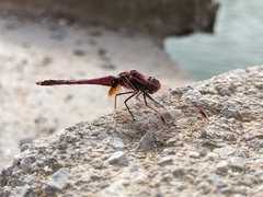 Trithemis annulata