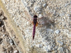 Trithemis annulata
