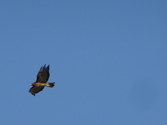 Buteo jamaicensis
