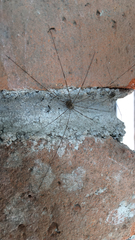 Dicranopalpus ramosus