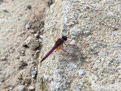 Trithemis annulata