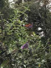 Danaus plexippus