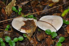 Leucocybe candicans