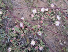 Mesembryanthemoideae