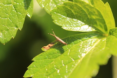 Protosynaema steropucha