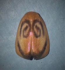 Trischalis subaurana