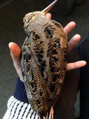 Scolopax minor